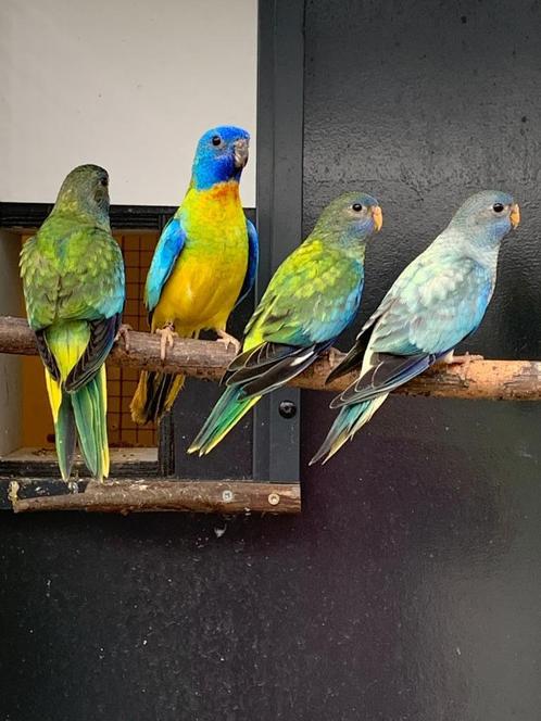 Splendid en Turquoisine parkieten, Dieren en Toebehoren, Vogels | Parkieten en Papegaaien, Parkiet, Meerdere dieren, Geringd