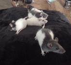 Super lieve gezonde knappen heren rittens beschikbaar, Dieren en Toebehoren, Knaagdieren, Rat, Augustus, Mannelijk, Tam