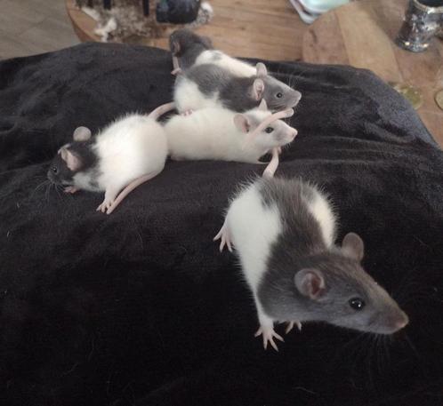 Super lieve gezonde knappen heren rittens beschikbaar, Dieren en Toebehoren, Knaagdieren, Mannelijk, Rat, Augustus, Tam