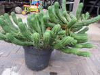 Te koop zeer mooie grote heel aparte soort cactus, Ophalen, Minder dan 100 cm, Volle zon, In pot