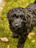 Australian LABRADOODLE pup, CDV (hondenziekte), 8 tot 15 weken, Eén hond, Nederland