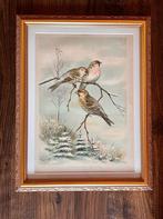 Antieke litho prent van vogels barmsijs vinken Knezourek, Verzenden