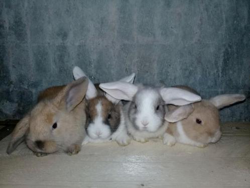 Schattige lieve (Baby) konijntjes, ruime keuze, Dieren en Toebehoren, Konijnen, Meerdere dieren, 0 tot 2 jaar