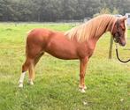Te koop prachtige welsh sectie A merrie, Merrie, Dressuurpony, 0 tot 2 jaar, B pony (1.17m tot 1.27m)