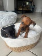 dwergpinscher, Overige rassen, CDV (hondenziekte), 8 tot 15 weken, Meerdere
