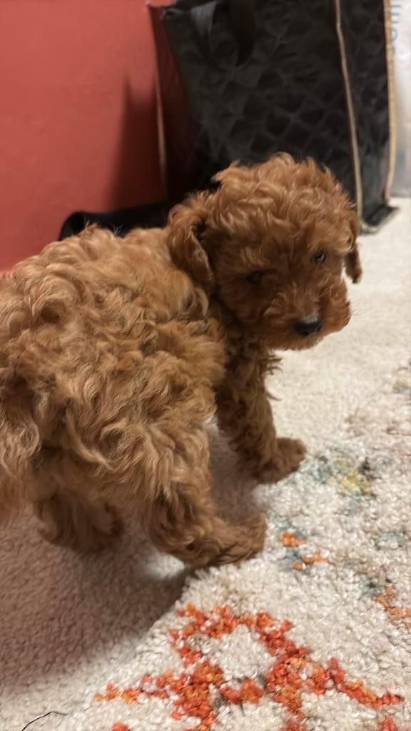 Toypoedel / puppy/toy poedel/klur rot, Dieren en Toebehoren, Honden | Chihuahua's en Gezelschapshonden, Reu, Poedel, Particulier