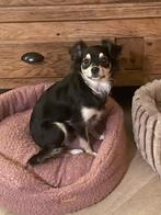 Nieuwe huisje gezocht, Dieren en Toebehoren, Honden | Niet-rashonden, 1 tot 2 jaar, Teef, Meerdere, Klein