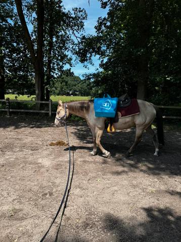 Gezocht iemand die op locatie mijn pony beleerd beschikbaar voor biedingen