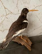 Opgezette vogel taxidermie scholekster, Dieren en Toebehoren, Mannelijk