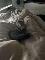 Kitten, Kater