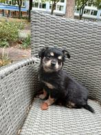 Lieve chihuahua pup, Dieren en Toebehoren, Honden | Chihuahua's en Gezelschapshonden, Overige rassen, Meerdere, Meerdere dieren