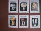 AFGHANISTAN 1999; serie PADDENSTOELEN, Verzenden, Gestempeld, Dier of Natuur