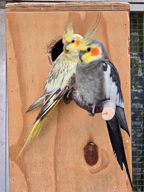 3 bewezen koppels Valkparkieten inclusief Voliëre, Dieren en Toebehoren, Vogels | Parkieten en Papegaaien, Parkiet, Meerdere dieren