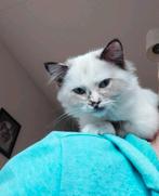 Aanhankelijke ragdoll kittens met stamboom, Dieren en Toebehoren, Meerdere dieren, Gechipt, 0 tot 2 jaar