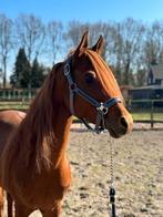 Te koop: Indian Sahara – 5-jarige Arabische Hengst, Dieren en Toebehoren, Paarden