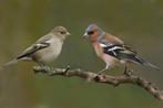 Gezocht een koppel mei vinken, Dieren en Toebehoren, Vogels | Overige Vogels, Meerdere dieren, Tropenvogel, Geringd