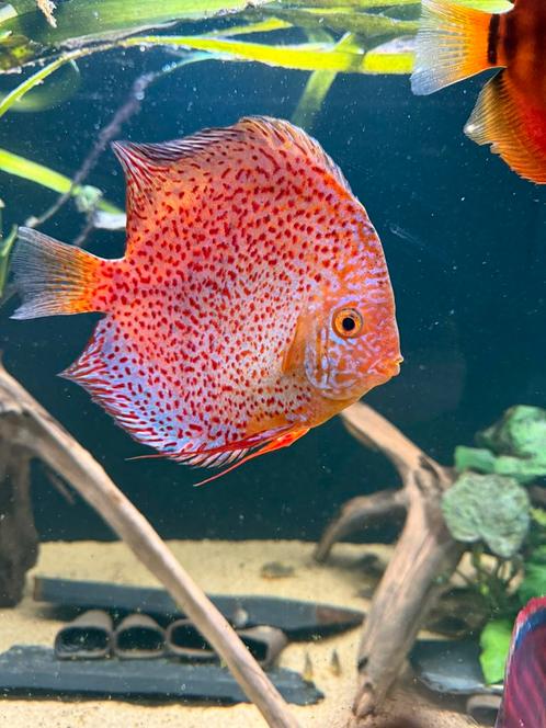 Discusvissen 11x te koop, Dieren en Toebehoren, Vissen | Aquariumvissen, Zoetwatervis, Vis, Schoolvis