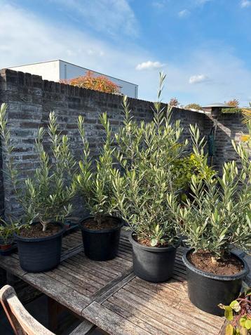 4 super mooie bonsai olijfboompjes in pot!!!! beschikbaar voor biedingen
