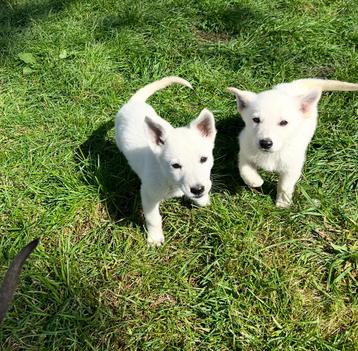 Puppys Zwitserse Witte Herder kruising 9 weken oud beschikbaar voor biedingen