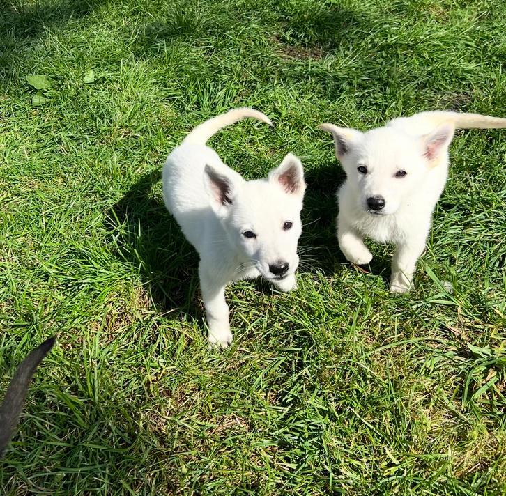 Puppys Zwitserse Witte Herder kruising 9 weken oud, Dieren en Toebehoren, Honden | Herdershonden en Veedrijvers, Reu, Herder, Particulier