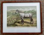 L'acclimatation Illustrée - Le Cheval Percheron Lithograph, Minder dan 50 cm, Gebruikt, Oorspronkelijke maker, Ophalen of Verzenden
