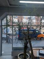 Olijfboom voor Binnen of Buiten met Pot, Bloeit niet, 100 tot 250 cm, Olijfboom, Ophalen