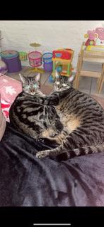 2 katten, Dieren en Toebehoren, Katten en Kittens | Raskatten | Korthaar, Kater, Ontwormd, 3 tot 5 jaar