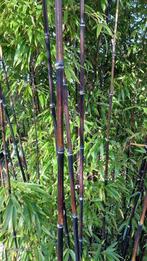 Zwarte Bamboe Planten - Diverse Maten, Tuin en Terras, Ophalen, Volle zon, Vaste plant, Siergrassen