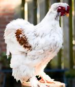 Opgezette Brahma haan, Ophalen of Verzenden, Nieuw, Boerderijdier, Opgezet dier