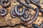 Archispirostreptus gigas miljoenpoot millipedes, Dieren en Toebehoren