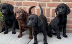 Prachtige FRIESE STABIJ x LABRADOR pups, Nederland, CDV (hondenziekte), 8 tot 15 weken, Meerdere