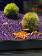 Yellow fire, bleu velvet, red fire, blauwe rili garnalen, Kreeft, Krab of Garnaal, Zoetwatervis, Schoolvis