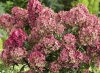 Laagblijvende pluimhortensia Petite Lantern, Ophalen of Verzenden, Hortensia, Struik, Minder dan 100 cm