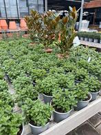 Muntplant in pot, Vaste plant, Ophalen of Verzenden, Halfschaduw, Kruiden