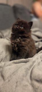 Ragdolls kittens, Dieren en Toebehoren