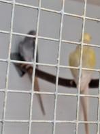 Te koop  mooie koppel halsbanden, Dieren en Toebehoren, Vogels | Parkieten en Papegaaien, Meerdere dieren, Parkiet