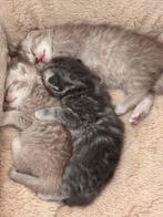 British shorthair lilac Katten in verschillende kleuren, Dieren en Toebehoren, Kater, Met stamboom, 3 tot 5 jaar