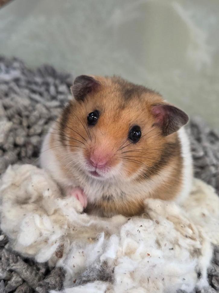 Goudhamsters en dwerghamsters, leuke kooien en meer., Dieren en Toebehoren, Knaagdieren, Meerdere dieren, Hamster, Augustus, Tam