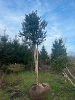 Mooie boom te koop, Bloeit niet, Overige soorten, 100 tot 250 cm, Ophalen