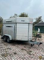 Veetrailer te koop gevr, Mannelijk, Schaap