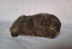 Twee jonge Ch teddy zeugjes - choco otter, Dieren en Toebehoren, Cavia, Augustus, Vrouwelijk, Tam