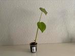 Monstera stekje / zaailing 2, Ophalen, Overige soorten, Halfschaduw, Minder dan 100 cm