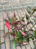 Kardinaalsmuts, Volle zon, Vaste plant, Zomer, Ophalen