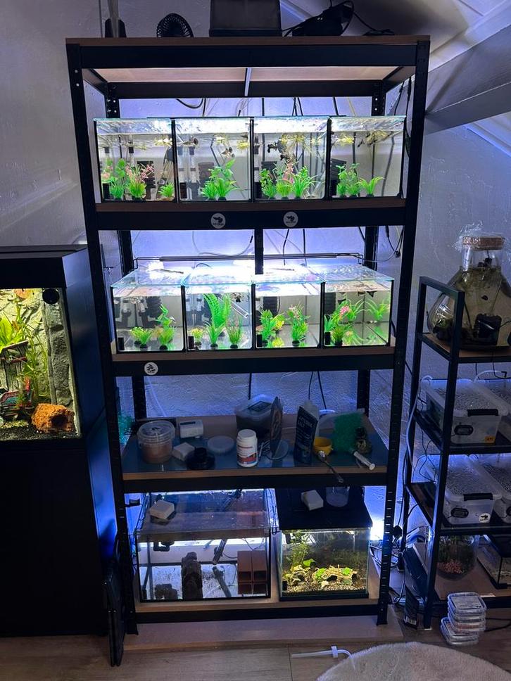 Kweekstelling Guppen compleet!, Dieren en Toebehoren, Vissen | Aquaria en Toebehoren, Zo goed als nieuw, Gevuld zoetwateraquarium