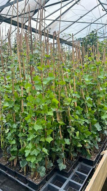 Hedera hibernica met 4 planten in één pot, 40/60 t/m 250/300 beschikbaar voor biedingen
