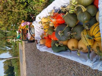 Eetbare pompoenen ( lekkere) en dahlia s beschikbaar voor biedingen