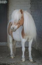 Te koop: Lieve shetlander Pebbles, Dieren en Toebehoren, Gechipt, Ruin, Niet van toepassing, A pony (tot 1.17m)