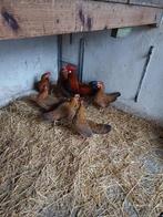 Leghorn goud patrijs kriel kippen, Dieren en Toebehoren, Pluimvee, Vrouwelijk, Kip