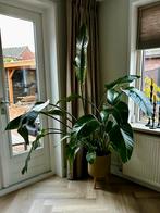 Mooie grote Strelitzia, Huis en Inrichting, Kamerplanten, Ophalen, 200 cm of meer
