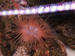Cerianthus Membranaceus zeeaquarium koraal, Ophalen of Verzenden, Zo goed als nieuw, Gevuld zeewateraquarium